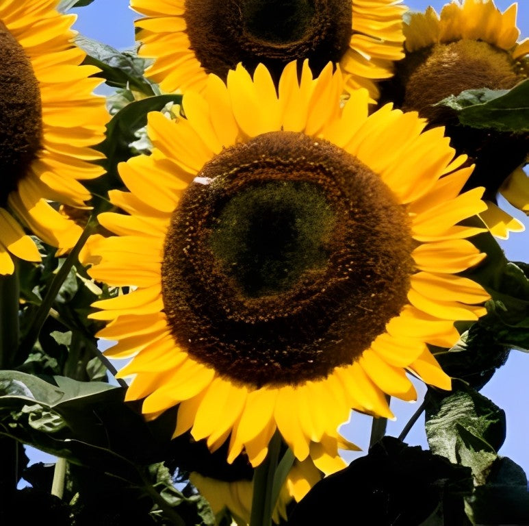 Helianthus annuus (Zonnebloem) - 'Taiyo'