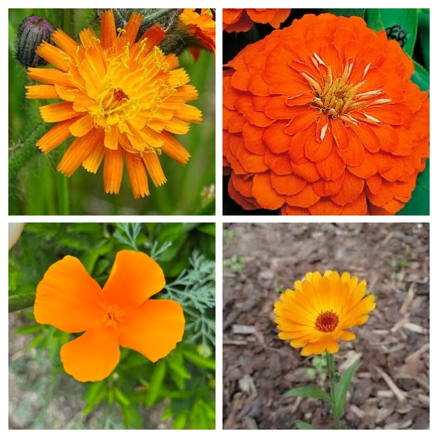 Tuinflora 'Oranje'