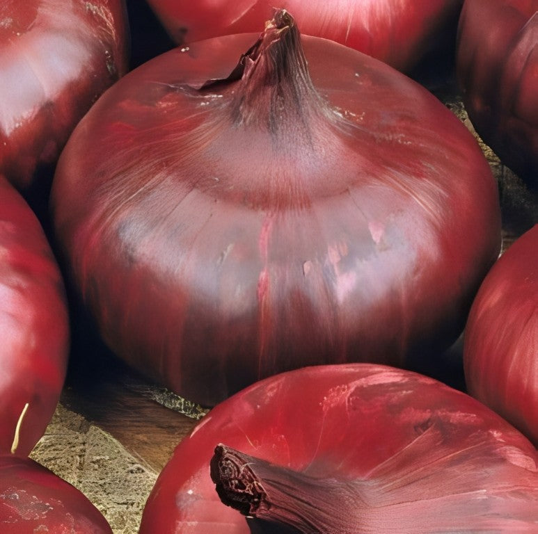 Ui - 'Noordhollandse Bloedrode'