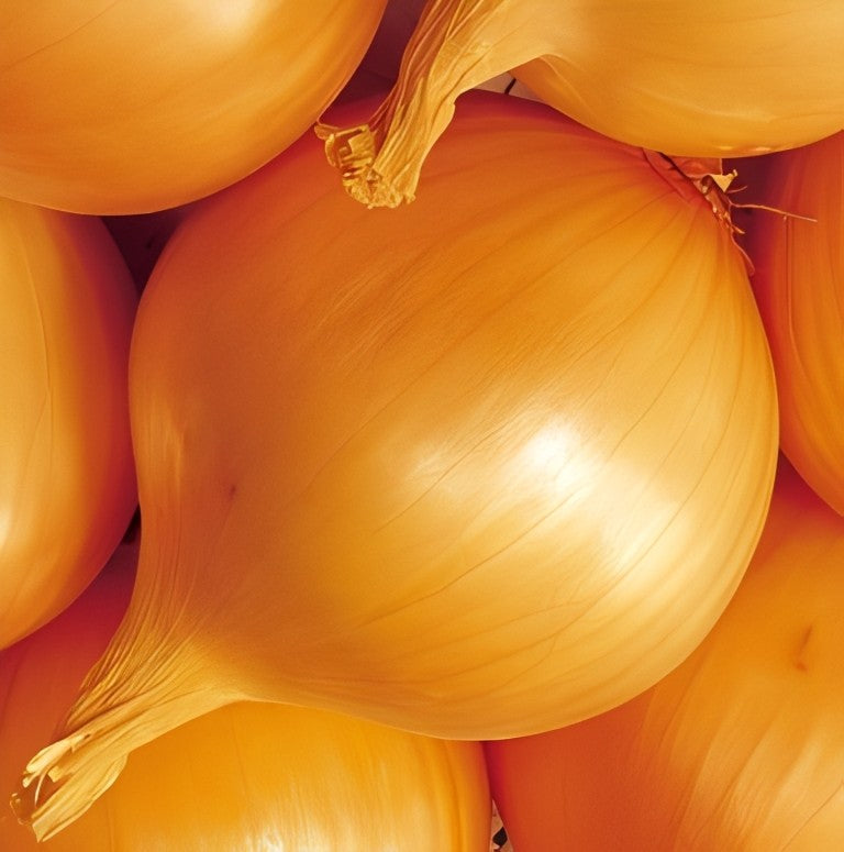 Ui - 'Rijnsburger 5'