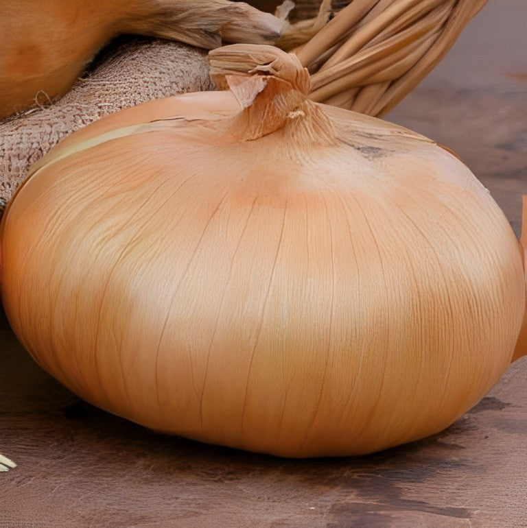 Ui - 'Noordhollandse Strogele'