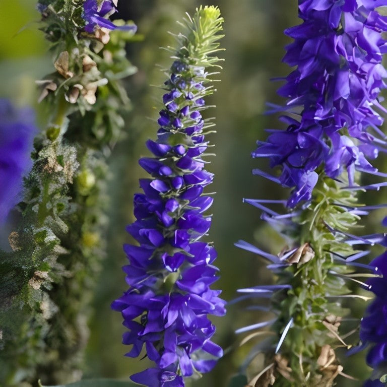 Veronica spicata (Aar-Ereprijs)