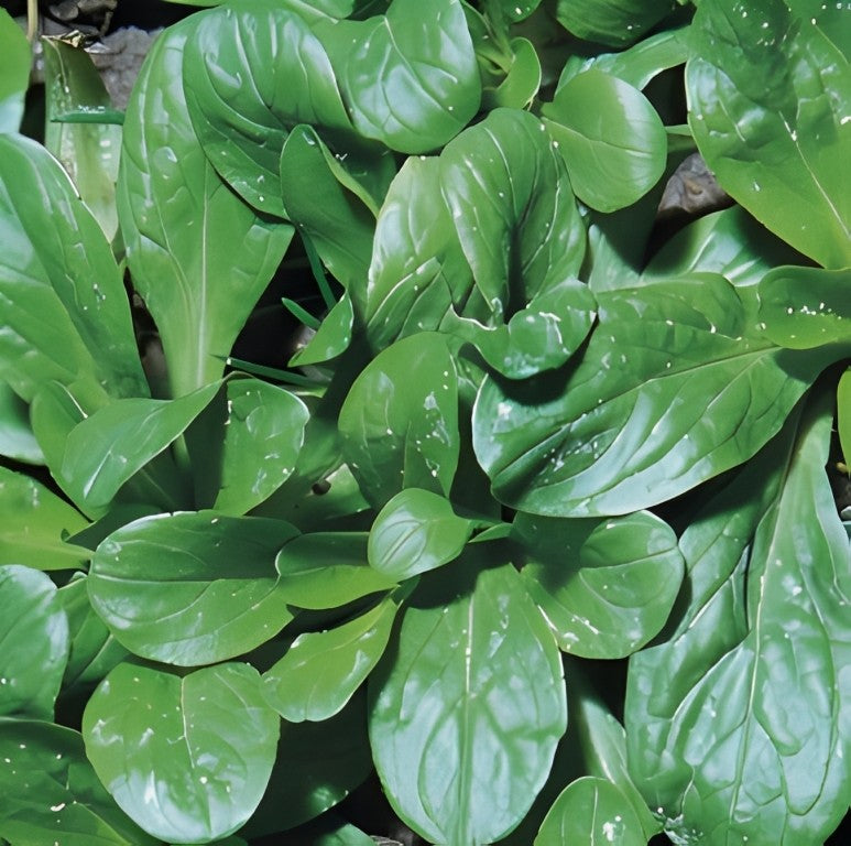 Veldsla - 'Verte de Cambrai'