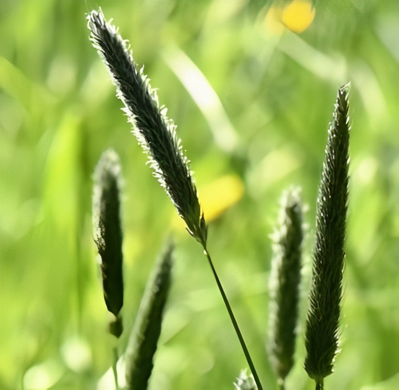 Vossenstaart (Alopecurus pratensis)