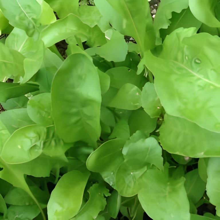 Wasabi Rucola