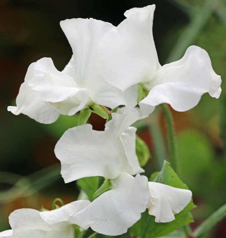 Lathyrus odoratus ‘White Ensign’