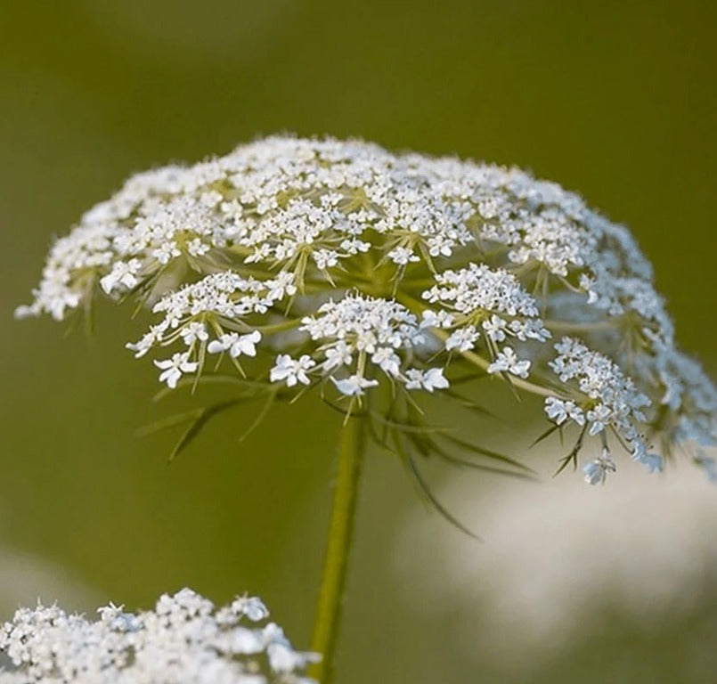 Wilde Peen (Daucus carota)