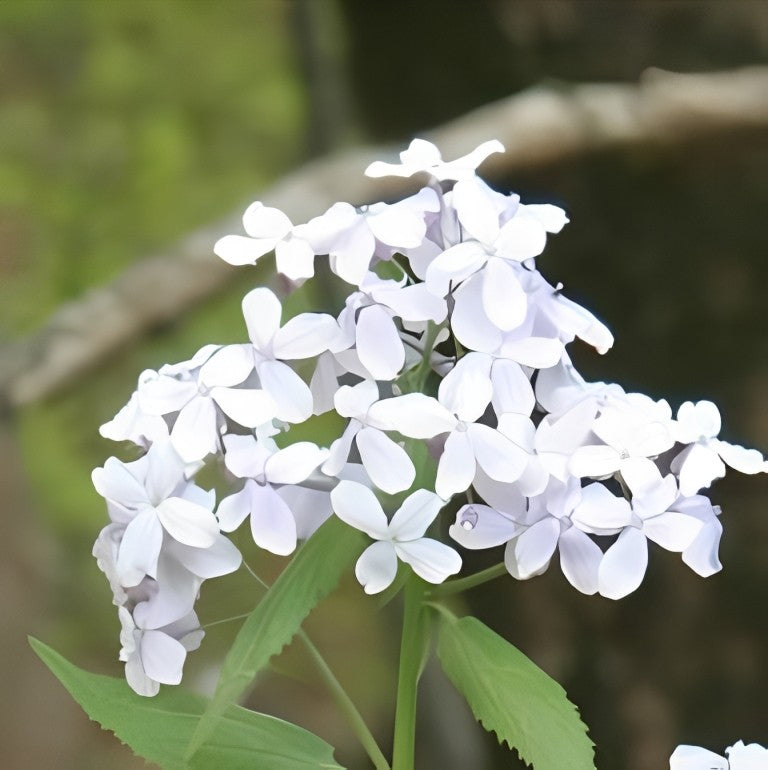 Wilde Judaspenning (Lunaria rediviva)