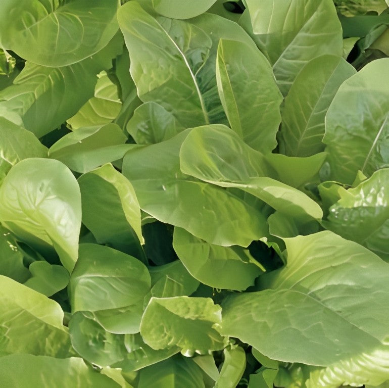 Snijsla - 'Witte Dunsel'