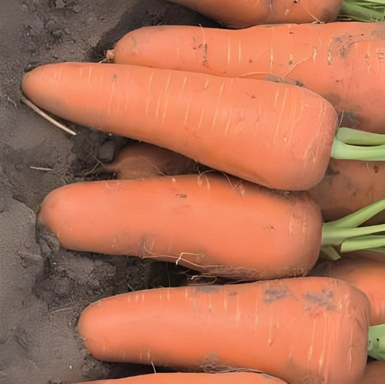 Zomerwortel - 'Chantenay'