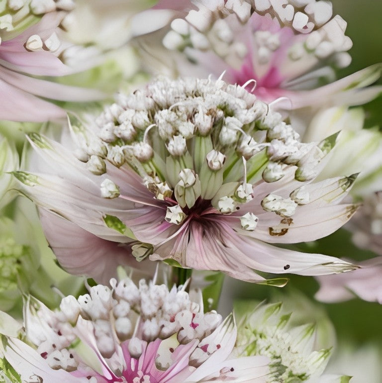Astrantia major (Zeeuws Knoopje)