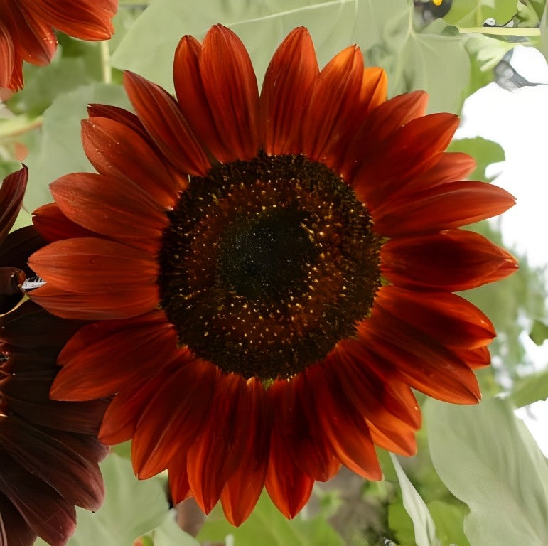 Helianthus annuus (Zonnebloem) - 'Red Sun'