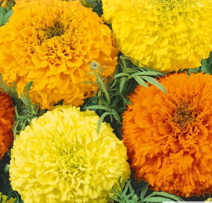 Tagetes erecta (Afrikaantjes) - 'Sunset Giants Mix'