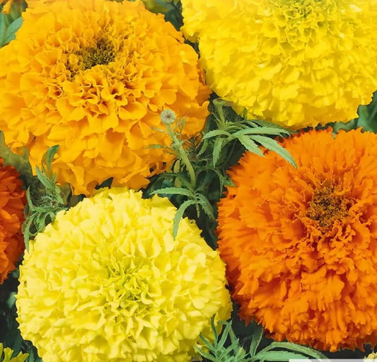Tagetes erecta (Afrikaantjes) - 'Sunset Giants Mix'