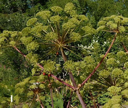 Engelwortel - 'Holy Ghost'