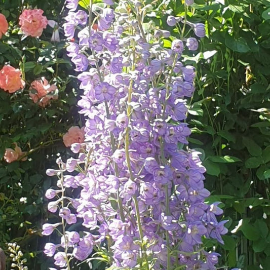 Delphinium consolida - 'Lilac Spire'