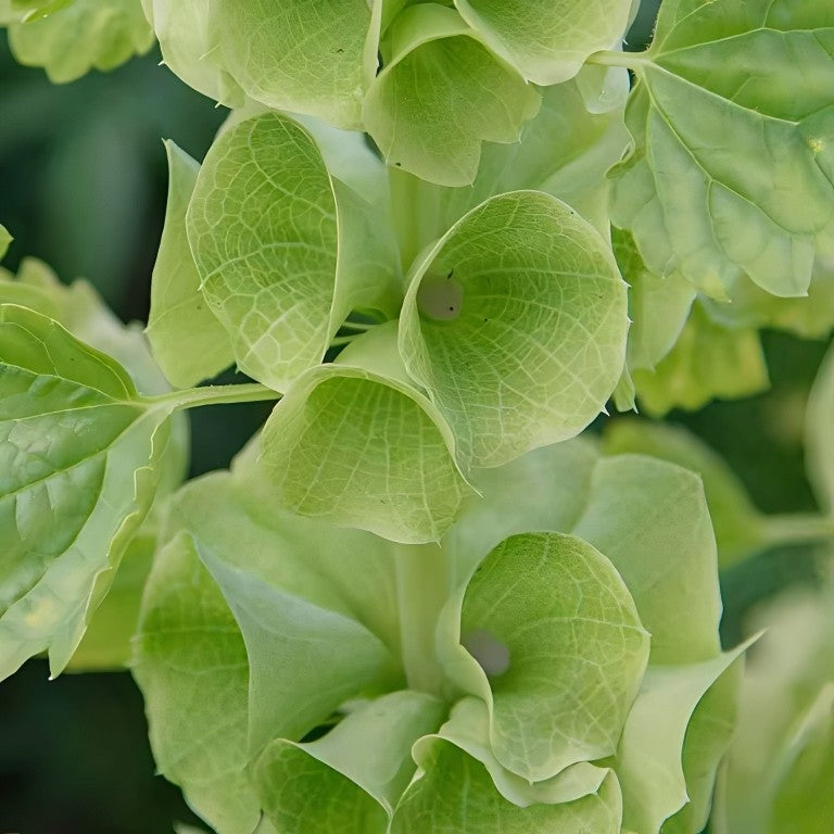 Moluccella laevis (Klokken van Ierland)