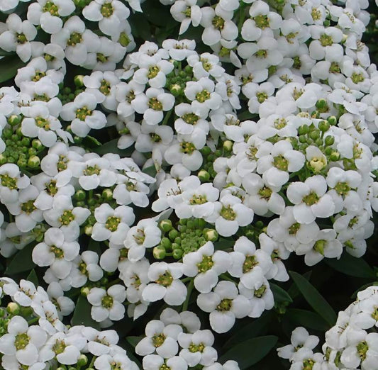Lobularia maritima benthamii ‘White’