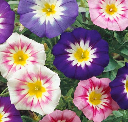 Convolvulus tricolor minor ‘Mixed’