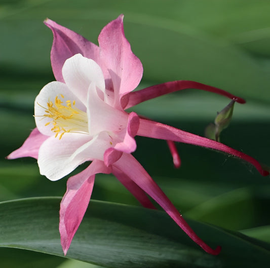 Aquilegia caerulea - 'Rose Queen'