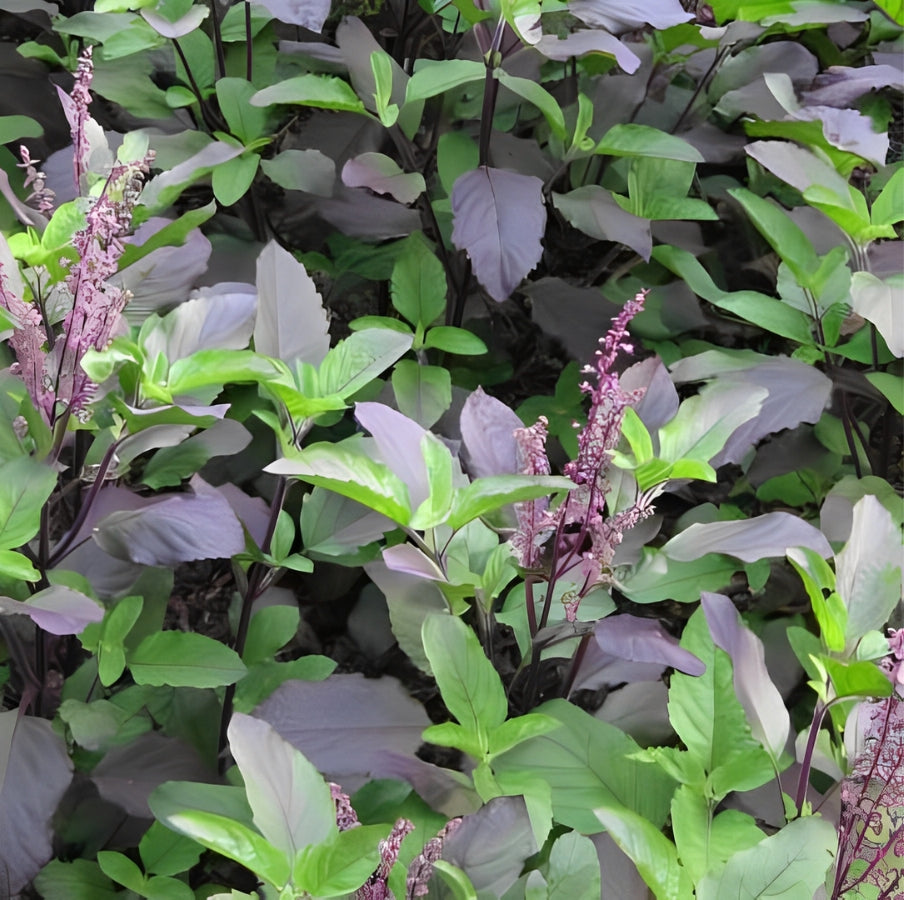 Heilige Basilicum - 'Red Tulsi'