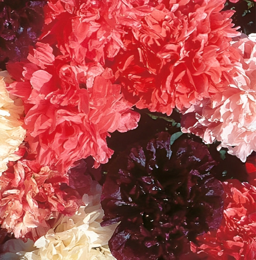 Papaver - 'Paeoniflorum Double Mix'