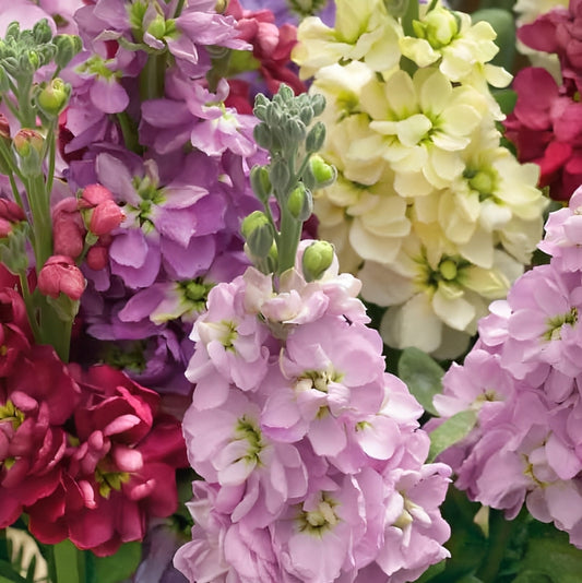 Matthiola incana - 'Ten Week Mix'