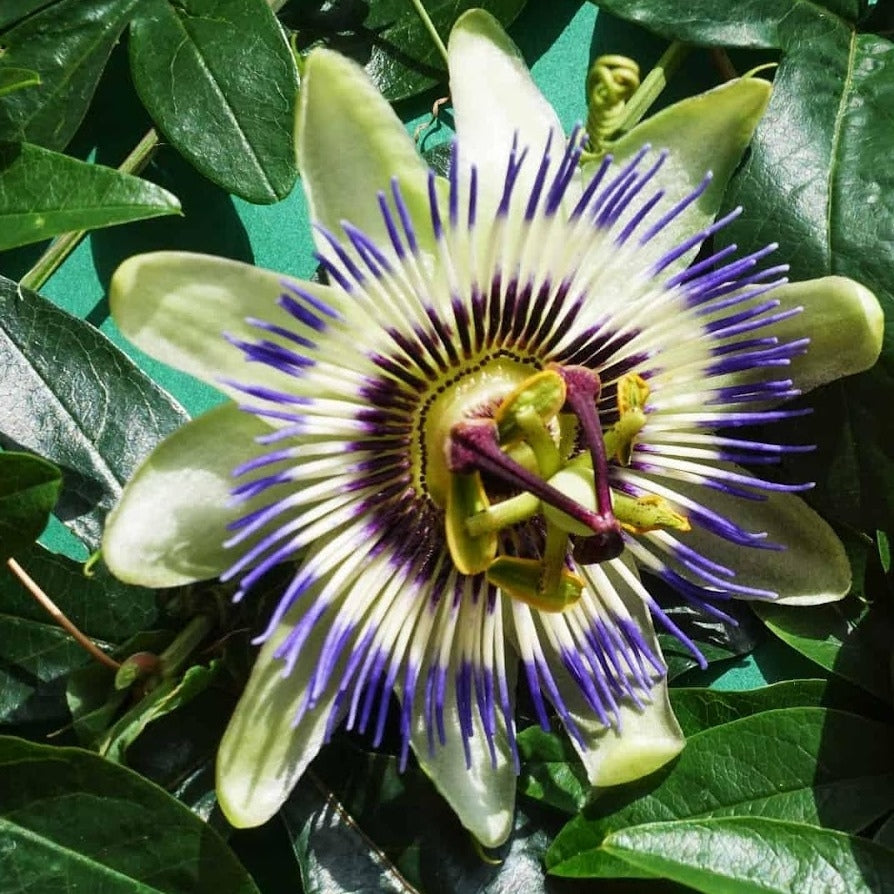 Passiflora caerulea - 'Blue'