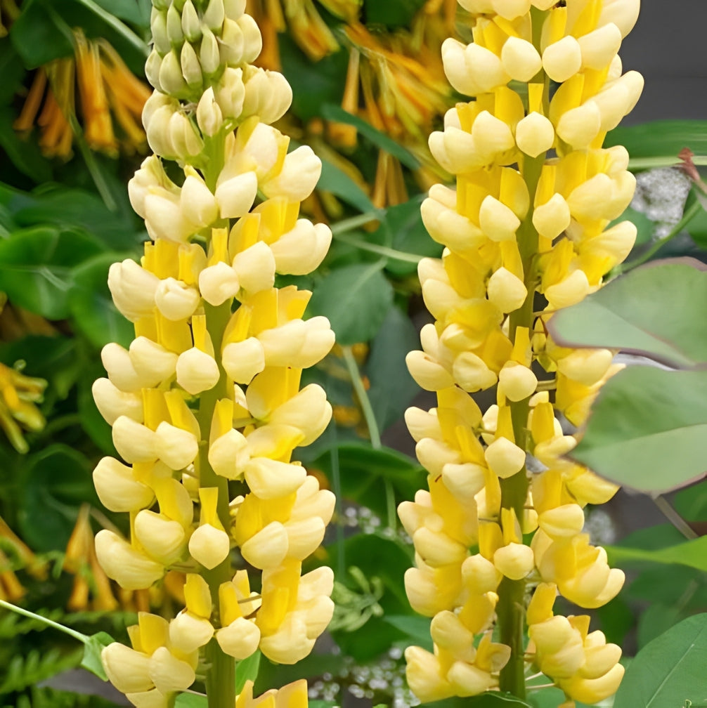 Lupinus polyphyllus - 'Chandelier'
