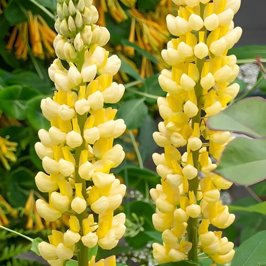 Lupinus polyphyllus - 'Chandelier'