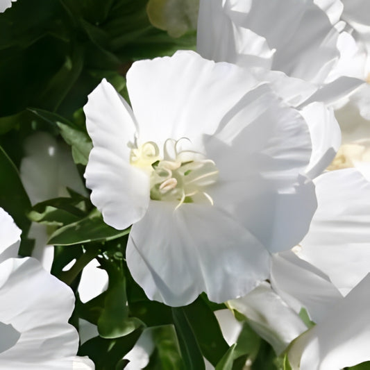 Godetia grandiflora - 'Single Flowered White'