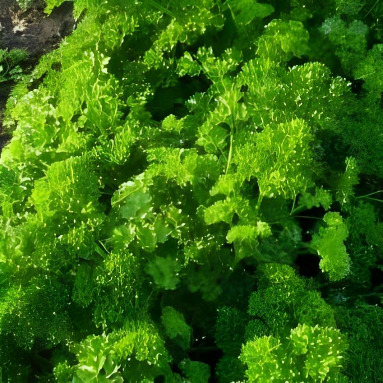 Krulpeterselie - 'Thujade'