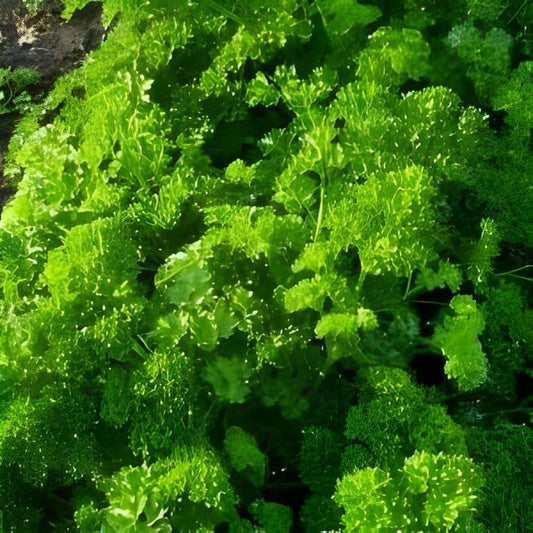 Krulpeterselie - 'Thujade'