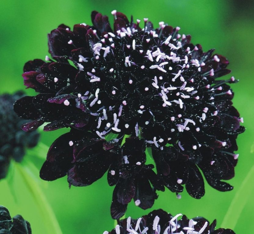 Scabiosa atropurpurea - ‘Black Knight’