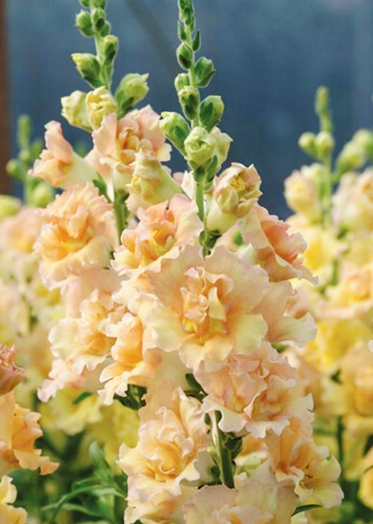 Leeuwenbek - 'Snapstar Champagne Apricot'