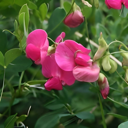 Aardaker (Lathyrus tuberosus)