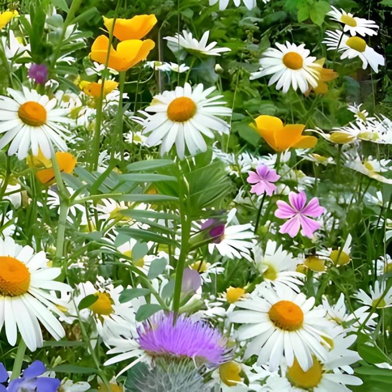 Éénjarig Laagblijvend Bijentrekkend Weidebloemenmengsel