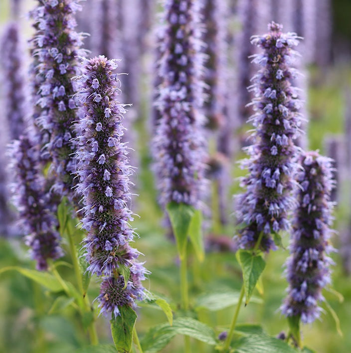 Agastache mexicana 'Blue'