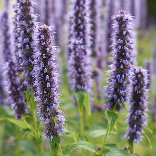 Agastache mexicana 'Blue'
