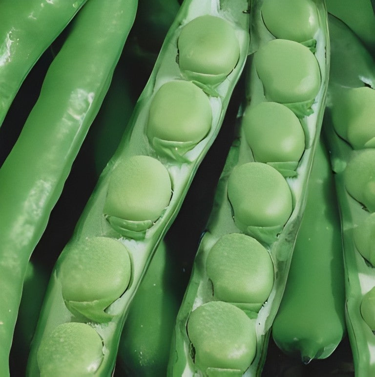 Tuinbonen - 'Aguadulce'