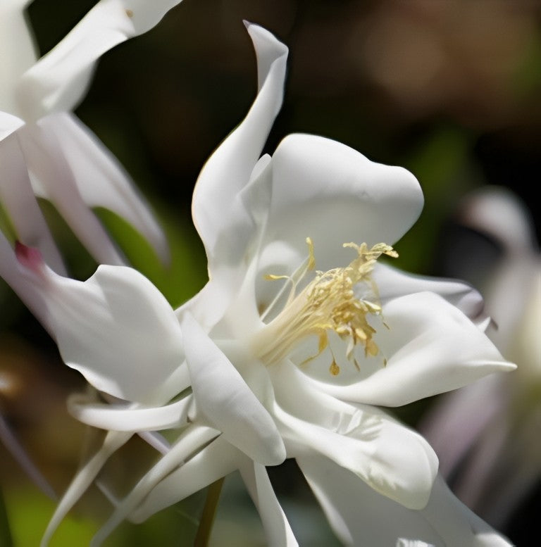 Aquilegia caerulea - 'Crystal Star'