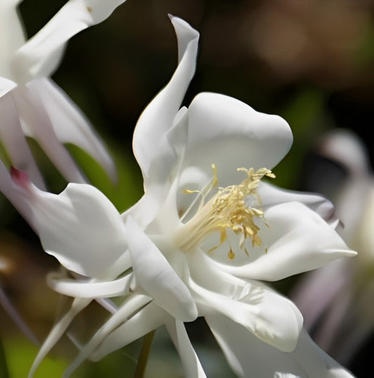 Aquilegia caerulea - 'Crystal Star'