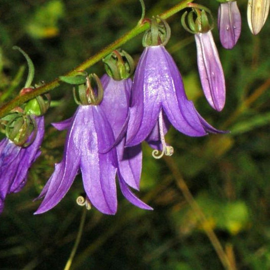 Akkerklokje (Campanula rapunculoides)