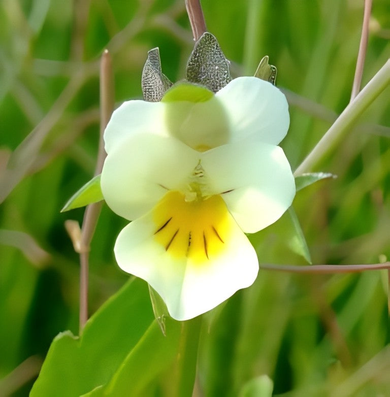Akkerviooltje (Viola arvensis)