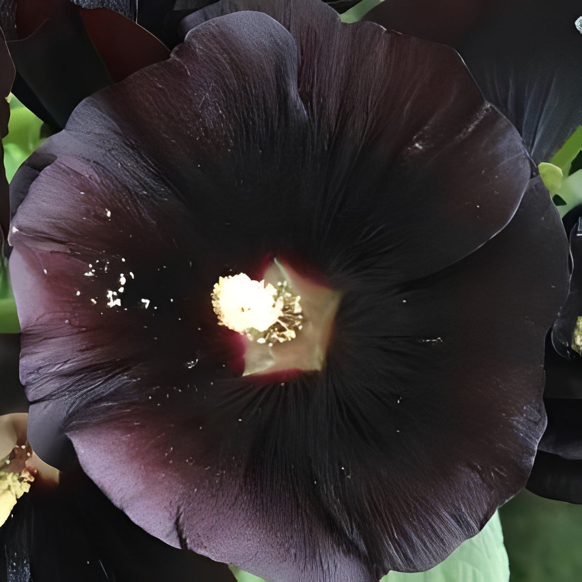 Alcea rosea - 'Single Nigra'