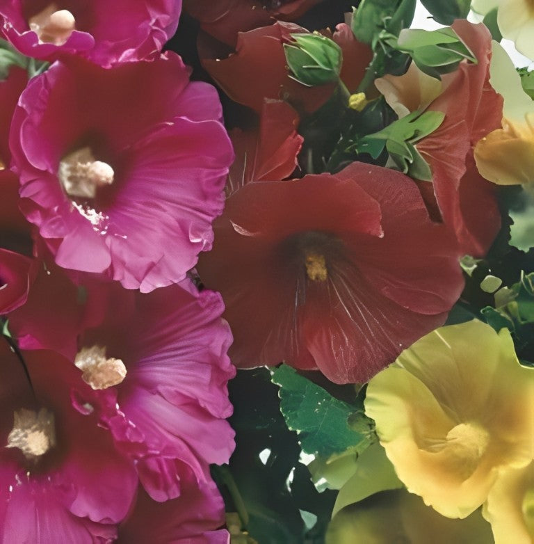 Alcea rosea (Stokrozen) - 'Ficifolia Mix'