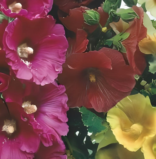 Alcea rosea (Stokrozen) - 'Ficifolia Mix'