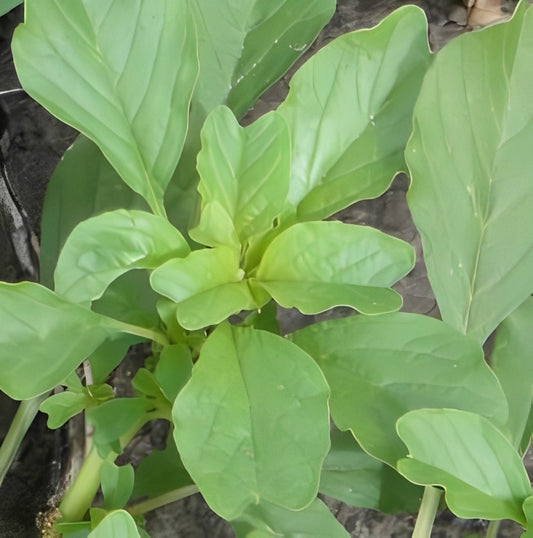 Amaranthus blitum - 'Groenbladig' (Kleine Majer)