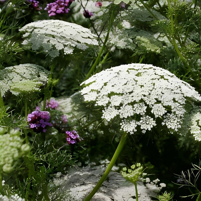 Ammi majus (Groot Akkerscherm)