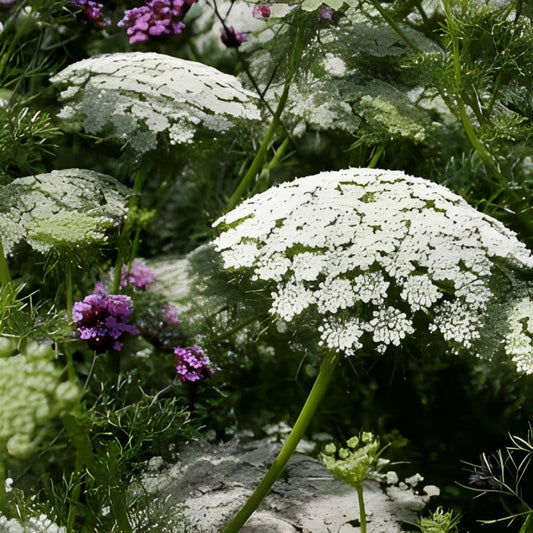Ammi majus (Groot Akkerscherm)
